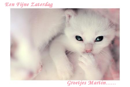 4a8f9350cb5f5-Hello__little_white_kitten__by_SubterfugeMalaises
