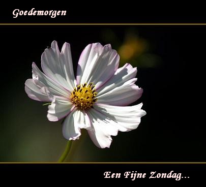 4a90cf24c5aa2-goedemorgen