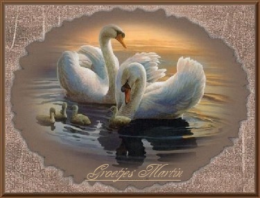 4beb9edd25131-zwaan