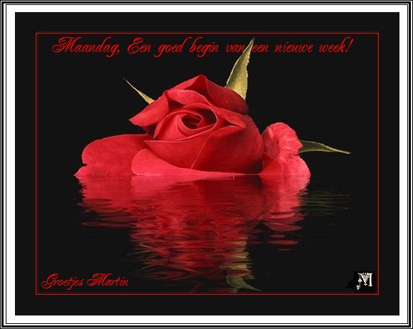 4c96f02558bcb-Water_Rose-by_Martin