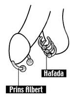 4ce42d8bd3407-Prins_Albert.jpg