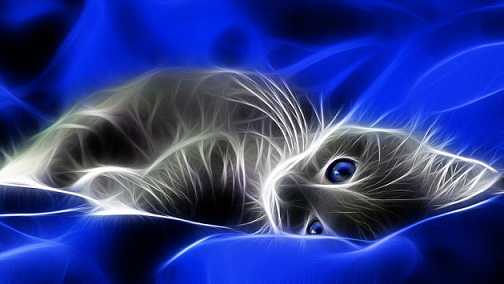 5078044078163-blue_cat