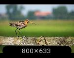 http://www.imgdumper.nl/uploads6/5103071b53b9c/5103071b416ab-2b.thumb.jpg http://www.imgdumper.nl/uploads6/5103071b53b9c/5103071b416ab-2b.thumb.jpg