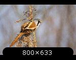 http://www.imgdumper.nl/uploads6/51030763b20fe/510307639e495-8.thumb.jpg http://www.imgdumper.nl/uploads6/51030763b20fe/510307639e495-8.thumb.jpg