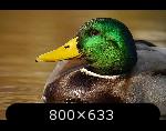 http://www.imgdumper.nl/uploads6/510307a25b1e1/510307a24a84a-5.thumb.jpg http://www.imgdumper.nl/uploads6/510307a25b1e1/510307a24a84a-5.thumb.jpg