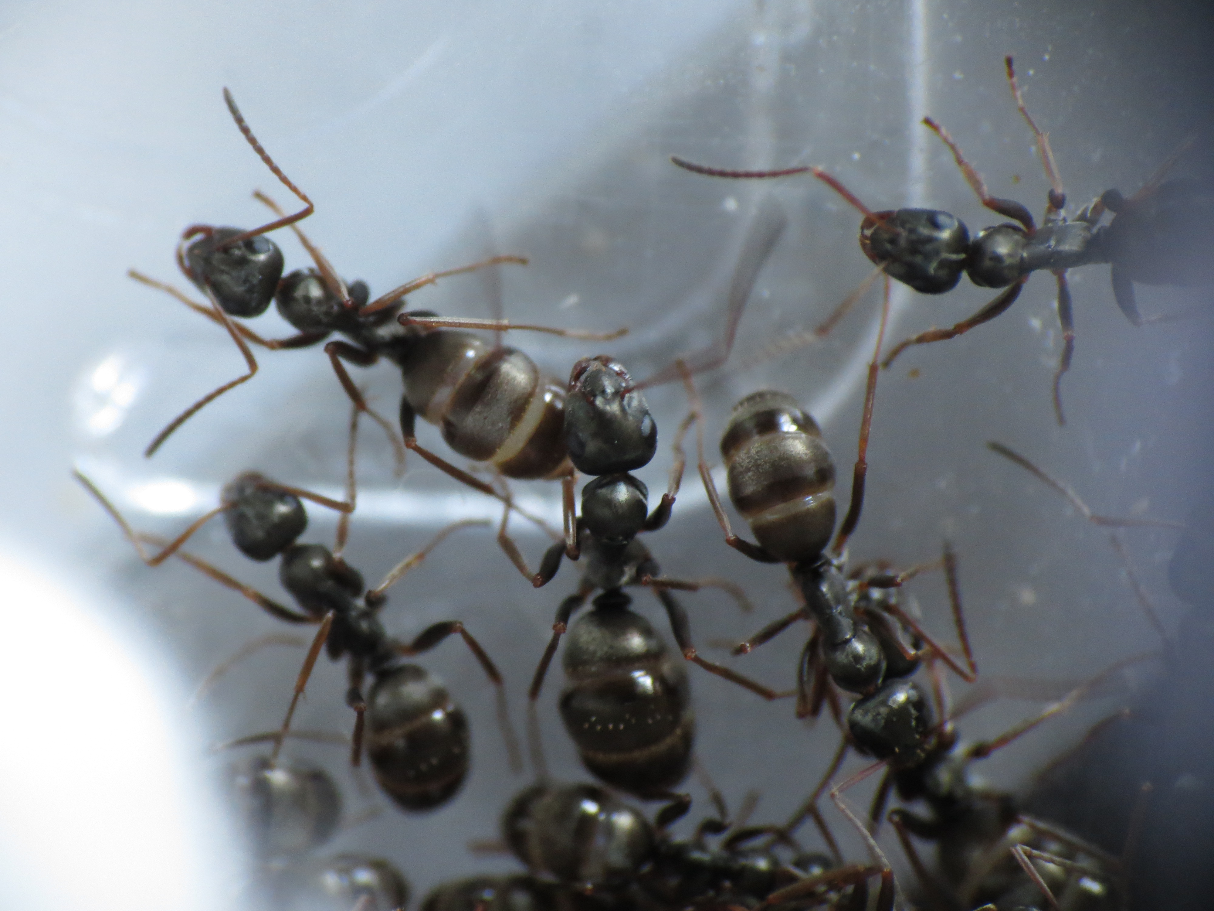 Formica Fusca Antforum