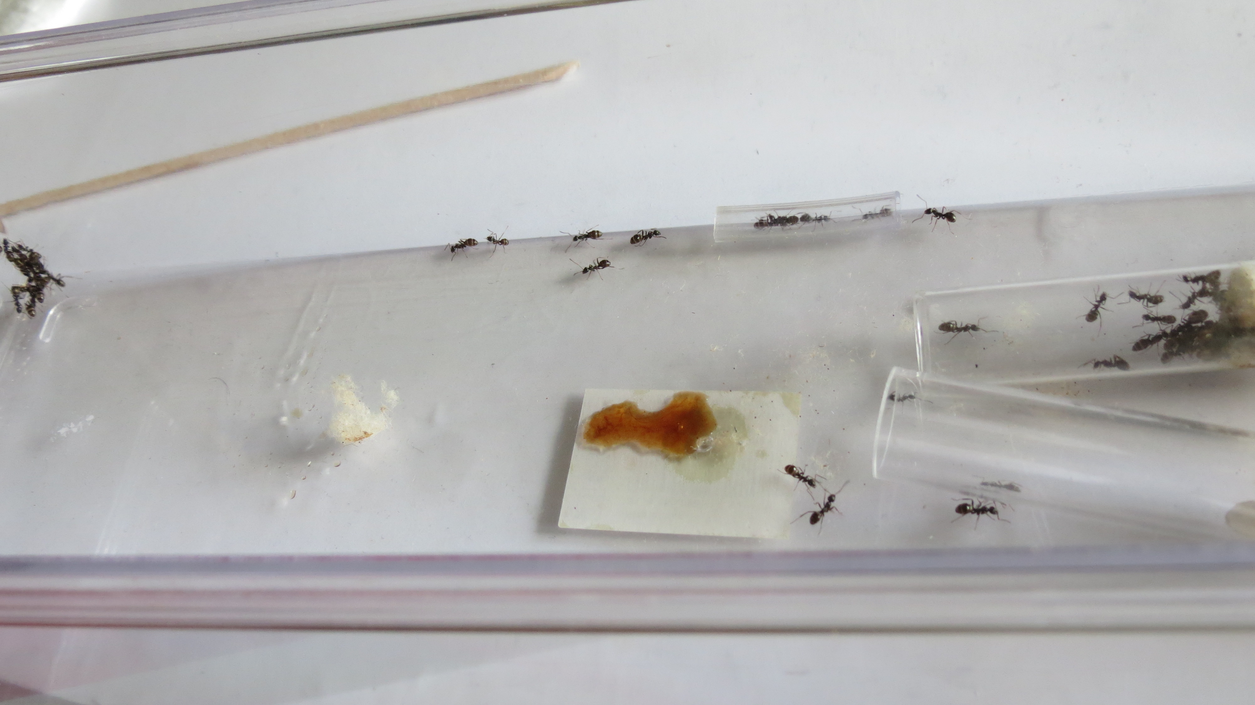 Formica Fusca Antforum