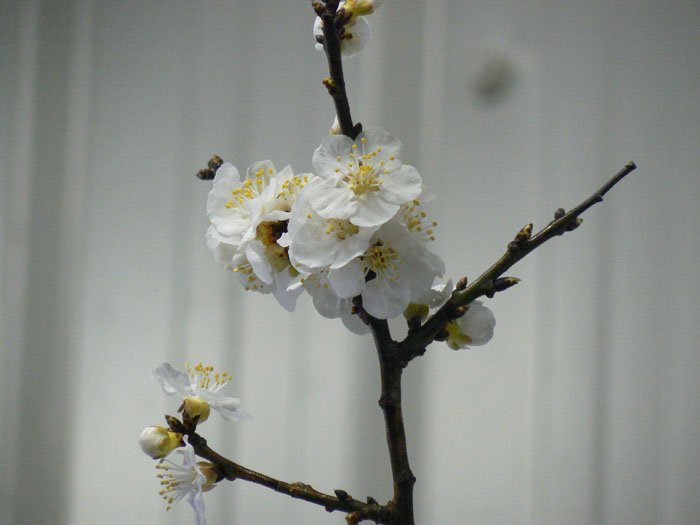 4d67a5cc5cc48-perzik-bloesem.jpg