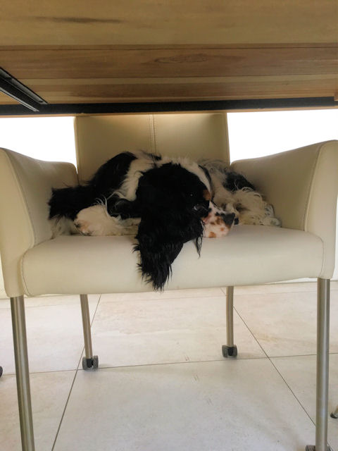 Marjo's fotoalbum - Pagina 2 5c3899d588a9a-Joy_11-01-2019