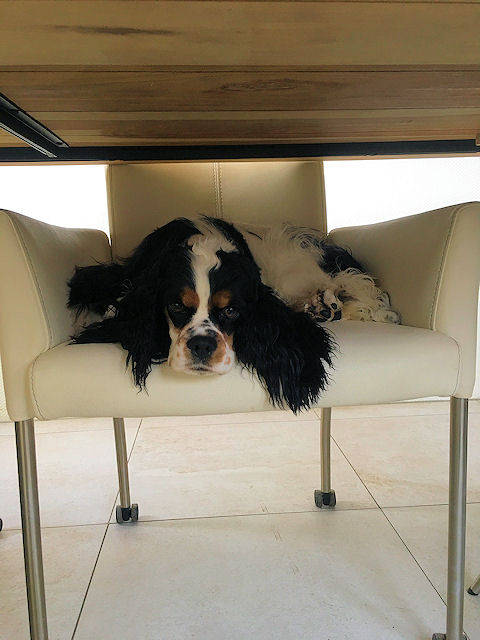 Marjo's fotoalbum - Pagina 2 5c3899eae7192-Joy_11-01-2019B