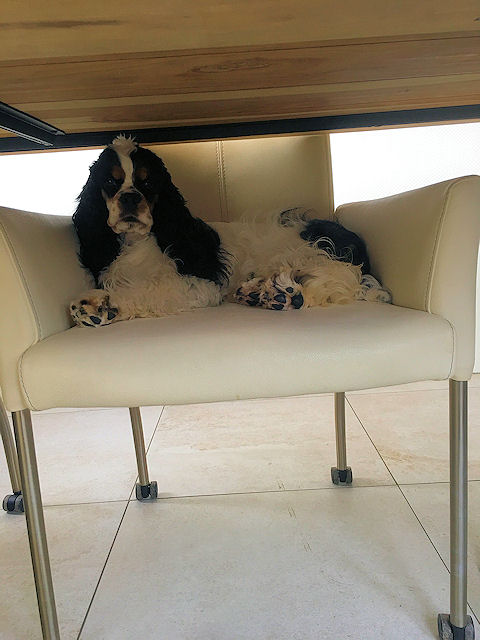Marjo's fotoalbum - Pagina 2 5c3899fedf093-Joy_11-01-2019A