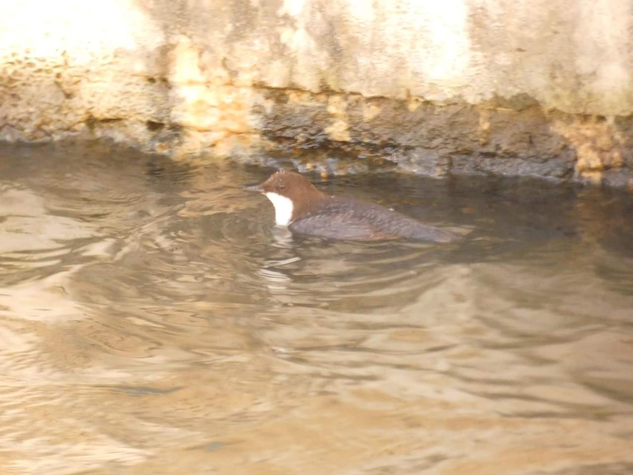 5c530bc242144-waterspreeuw_2.jpg
