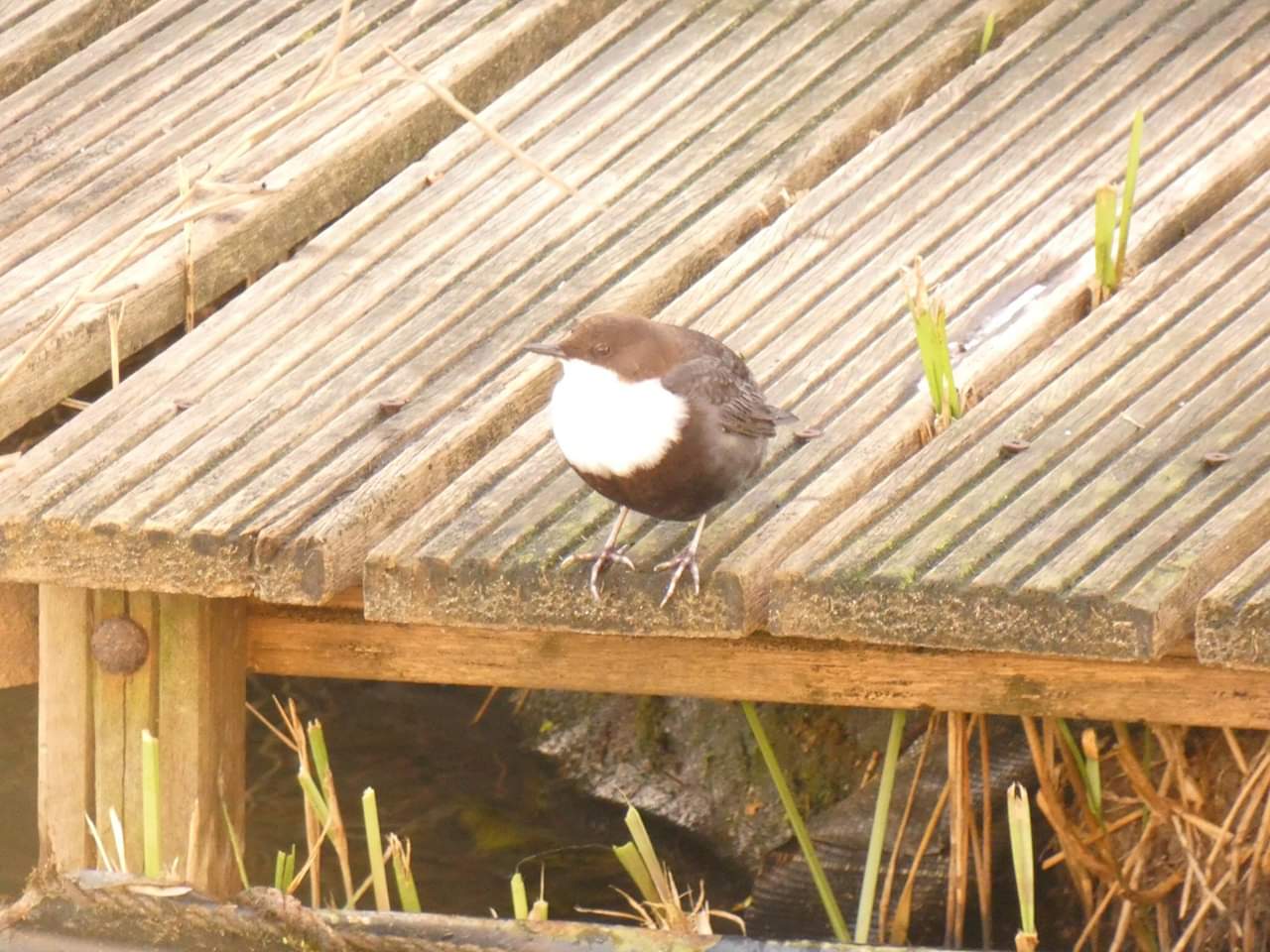 5c530bdbdc940-waterspreeuw.jpg