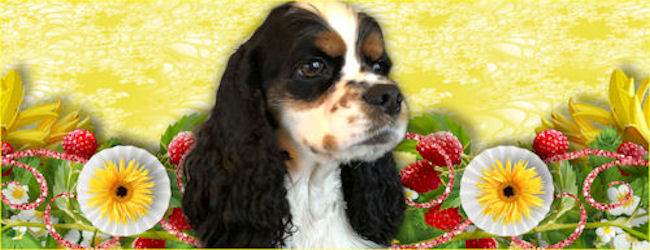 De PSP Wereld Reglement. - Pagina 3 5ea699aa989aa-Banner_JoyA