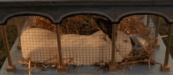 601ef70988756-Konientje.gif