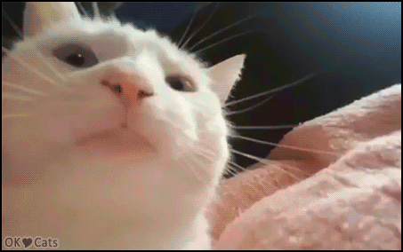 61d35aae723f2-60aa5d9e60d1f-Funny_Cat_GIF____Minette__purrfectly_vibing_to_the_music._Moving_her_head_up_&_down,_she_looks_so_happy.gif