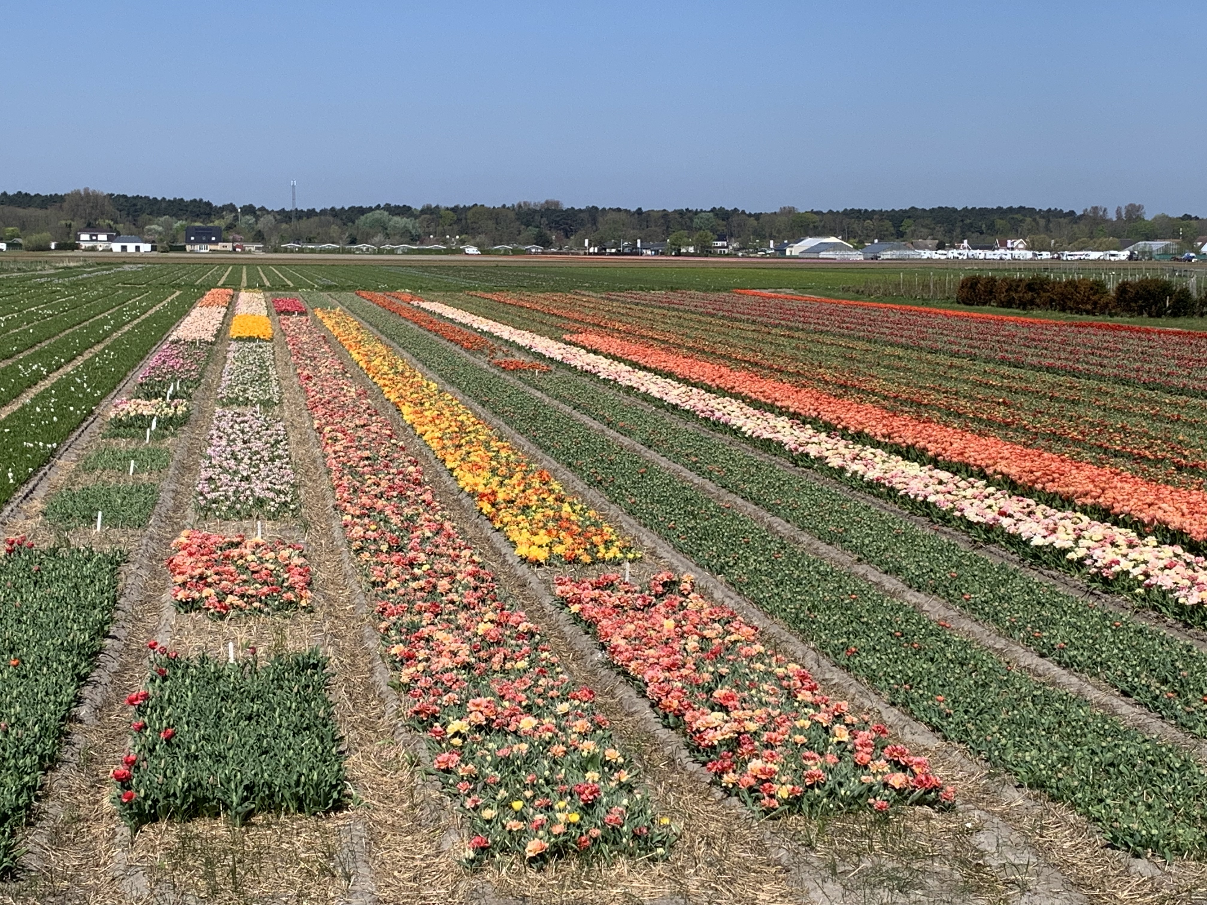 6265229ddf5fa-7CEB0C61-ABD1-4C3C-85D2-D2