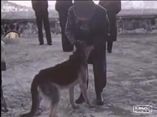 63ab02c85d9fd-Adolf_Hitler_and_his_dog_Blondi_-_Imgur.gif