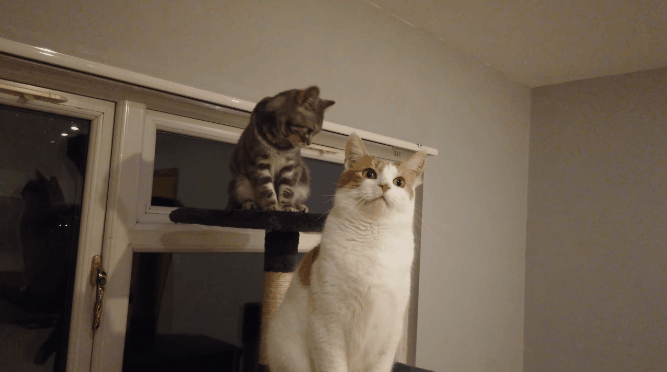 64aac9bebe5db-115.gif