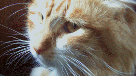 64e9f5f551b34-KadGGod.gif 