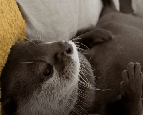65045e0c836a9-ermgooi.gif 