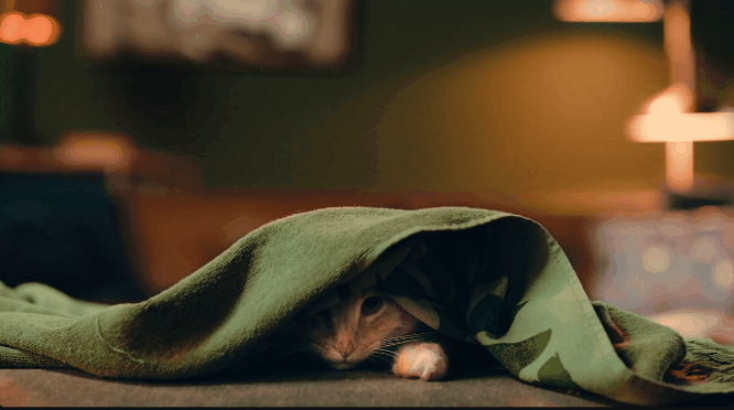 650c7a8c368f9-kpn.gif  