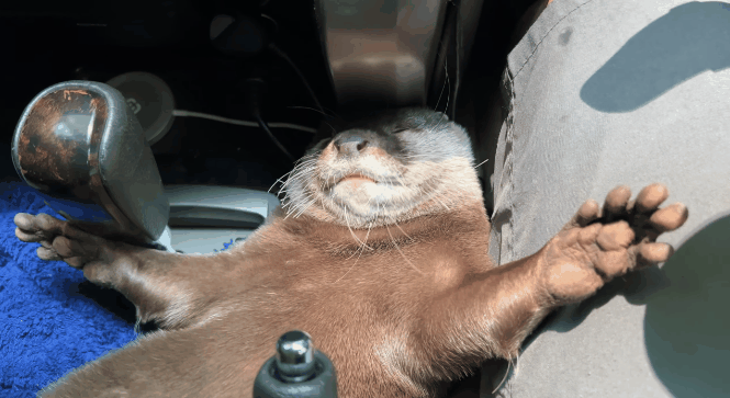 652c152e9d1db-otterauto.gif 