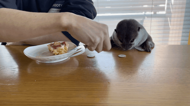653fa484f2b4c-Stukjetaart.gif 