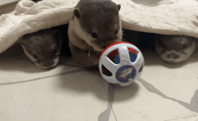 6543c61da3463-vlg.gif 