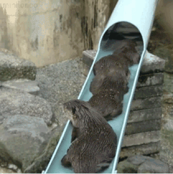 654e1c1fc628a-otterzwembad.gif 
