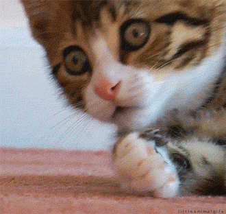 655112ed92914-Katgod.gif 