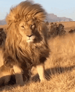 65575ed0e2286-3f48108cab544fe00d9cd4e9416bf1ef.gif 