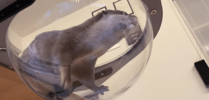 655e50ef01aa1-SakuraGodGG.gif 
