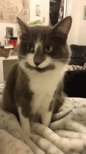 657cc220ba79e-cat-hungry.gif 