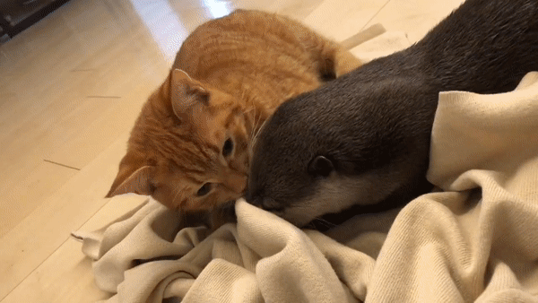 658346526b7f5-Ottergod.gif 