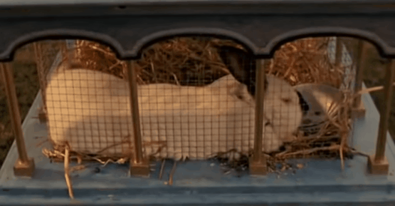 6586db4e2795b-FlodderKonijn.gif 