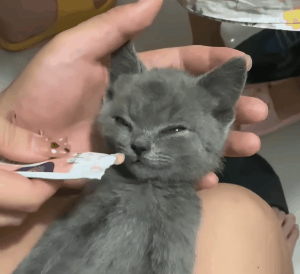 658c44ef9e5ae-katgoat.gif 