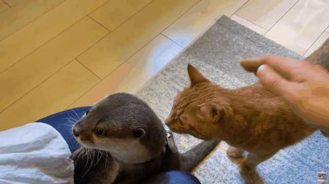 658c7814b1f6a-Ottergenot2.gif 