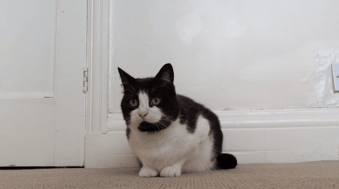 6592c1eb0c2a2-katgod.gif 