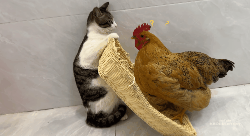 659995e0d932d-katkip.gif 