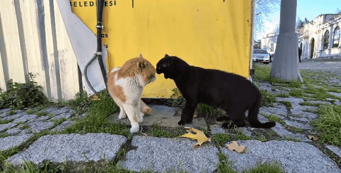 6764678f6dd42-katje.gif